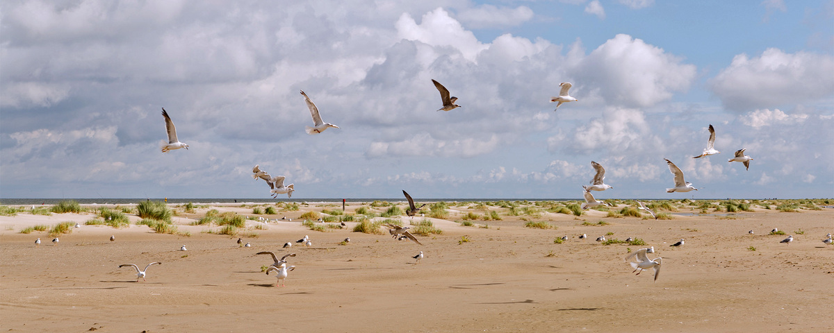 Terschelling strand West aan Zee