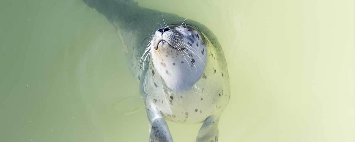 Zeehond bij Ecomare op Texel