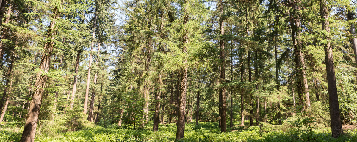 Hoge bomen in natuurgebied De Paltz