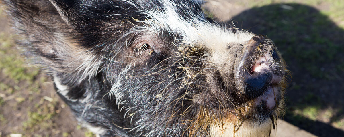 Boar on a farm