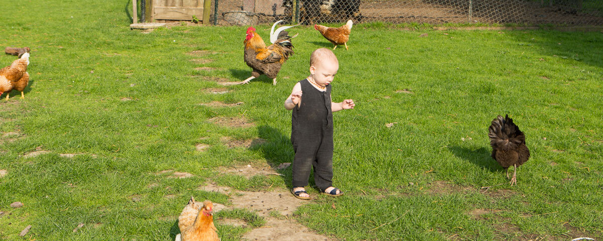 Child with chickens in nature