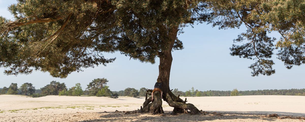 Tree in the Soester dunes