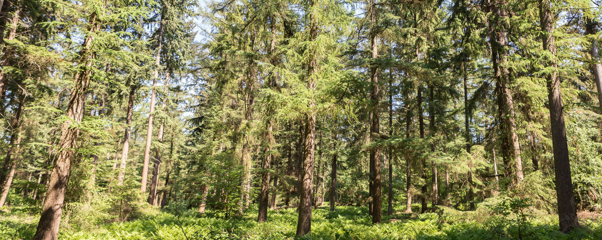 Hohe Bäume im Naturschutzgebiet De Paltz