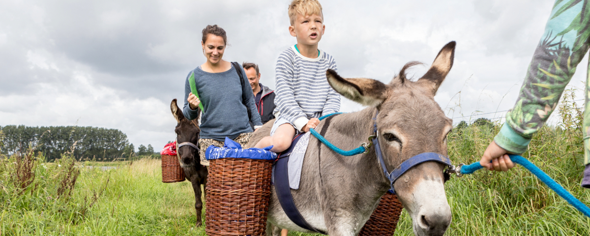 Wandelen met een ezel in de Achterhoek