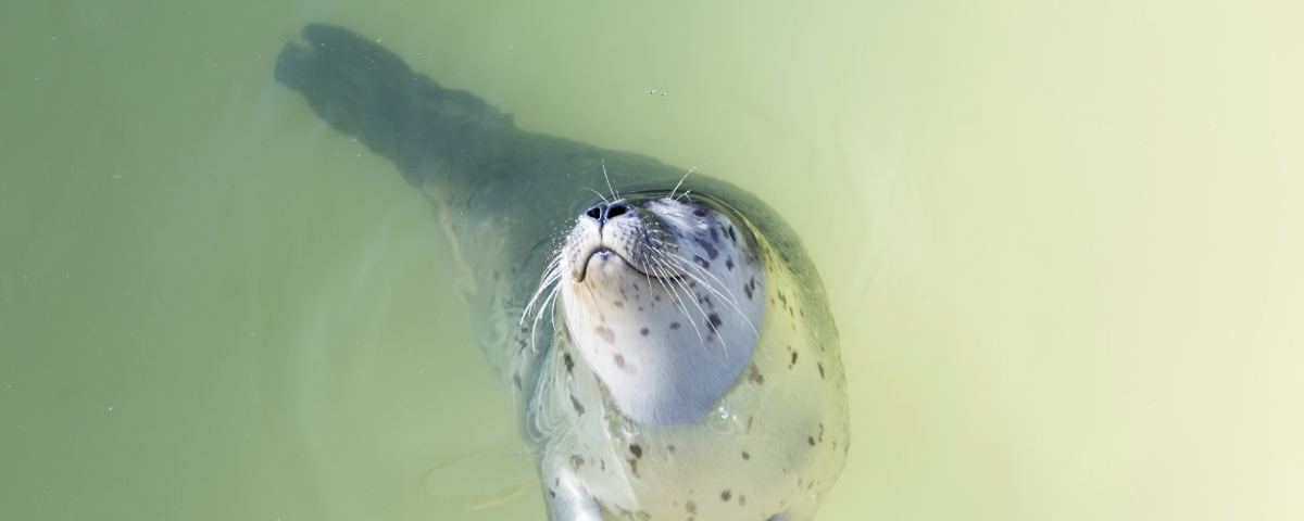 Zeehonden ontdekken op Texel