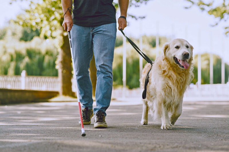 Ein Blindenhund geht mit seinem Besitzer spazieren, dessen Gesicht nicht auf dem Bild ist. Der Besitzer hat einen Stock in der Hand.