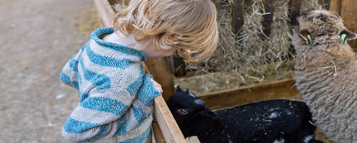 pad Wens Mompelen Lammetjes knuffelen @ Schapenboerderij Texel | Stayokay